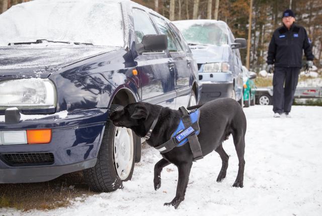 Tullikoira suorittaa autoetsintää.