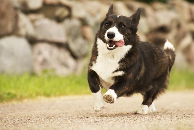 welsh corgi cardigan