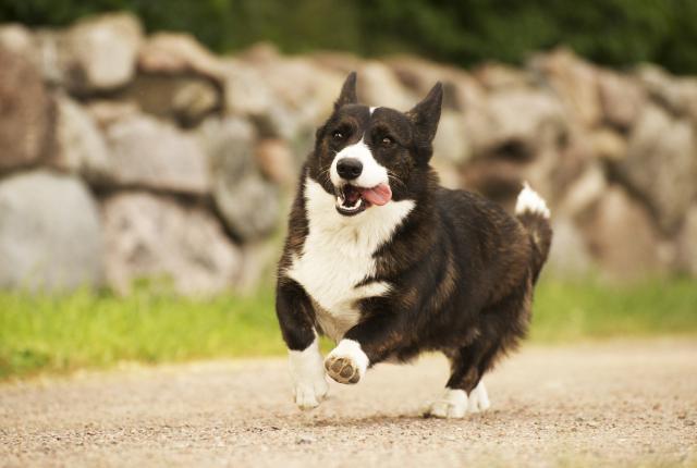 Welsh corgi cardigan