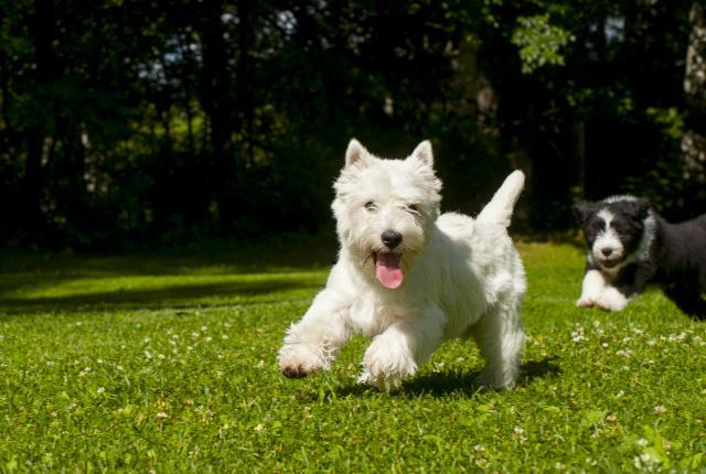 Westiejapartacollie