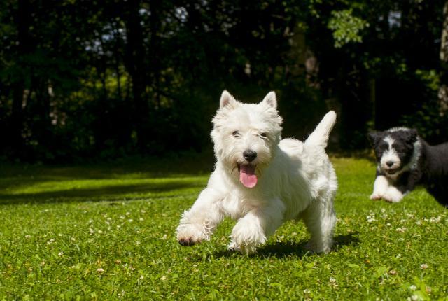 Westie ja partacollie_Aino Pikkusaari