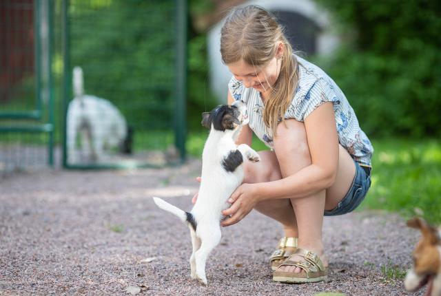 Kesäisesti pukeutunut nuori tyttö kyykistyneenä maahan tervehtimään jackrussellinterrierin pentua. Ympärillä on piha, jossa näkyy kasvattajan muitakin russeleita.