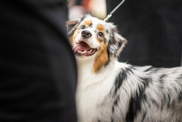 Iloinen blue merle -värinen australianpaimenkoira katsoo omistajaansa näyttelyssä