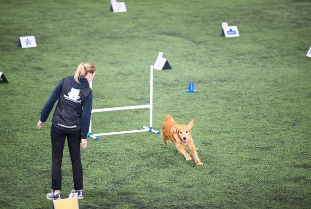Nuori ohjaaja kultaisennoutajan kanssa Rally-tokon kisakentällä.