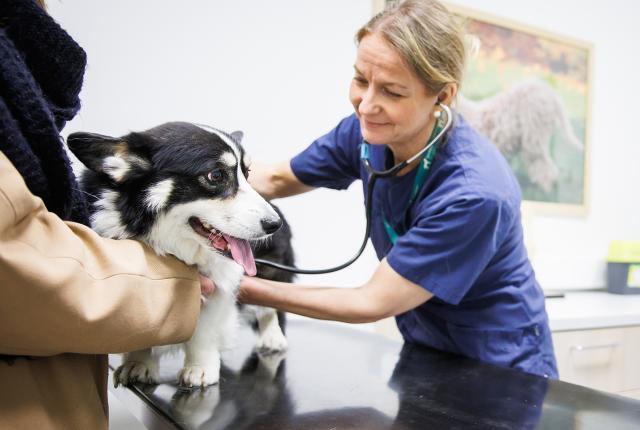 Eläinlääkäri kuuntelee stetoskoopilla corgin sydäntä