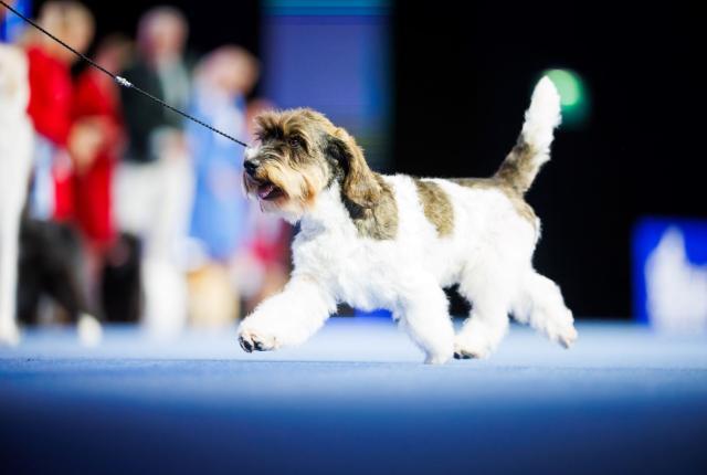 Petit basset griffon vendéen näyttelyissä