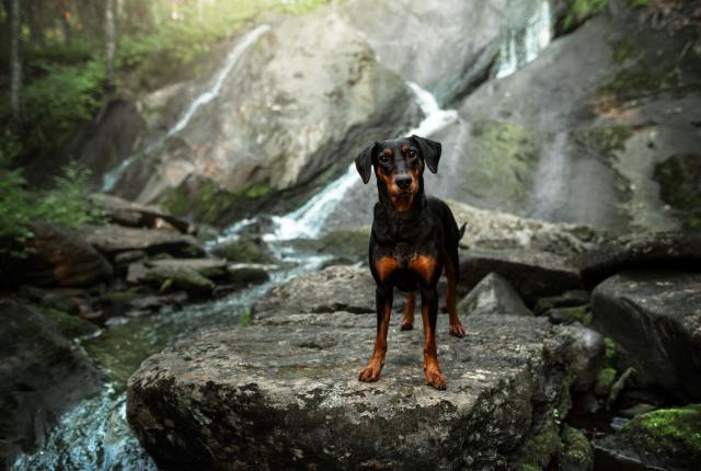 Koira seisoo luonnon vesiputouksen edessä