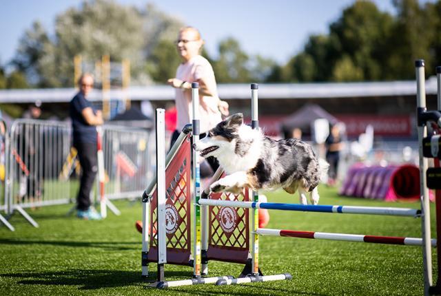 Nainen agilitykentällä_840 x 560_Jukka Pätynen