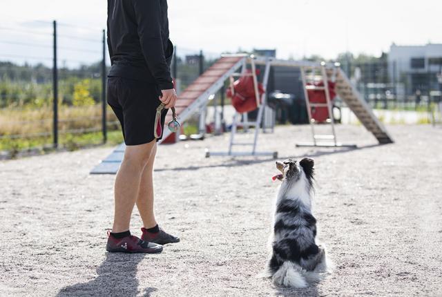 Agilitykentällä_840 x 560_Kerttu Penttilä