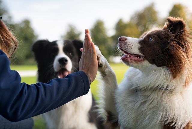 Agrian ja Kennelliiton stipendit_840 x 560_iStock