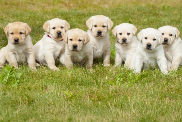 Seitsemän samannäköistä vaaleaa labradorinnoutajan pentua rivissä pihanurmikolla