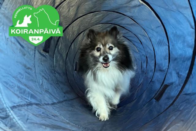 Shetlannilammaskoira juoksee agilityputken läpi