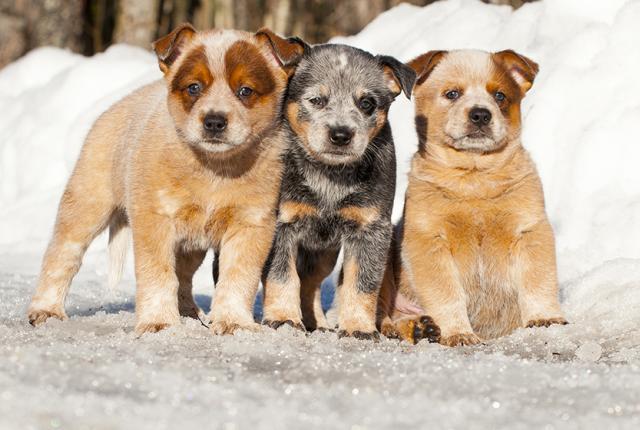 Australiankarjakoirapennut_840 x 560_Aino Pikkusaari