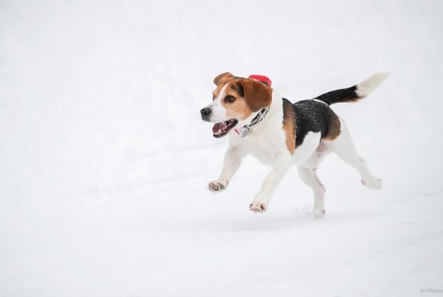 Beagle tutkapanta kaulassa laukkaa innoissaan ajossa lumisessa maastossa