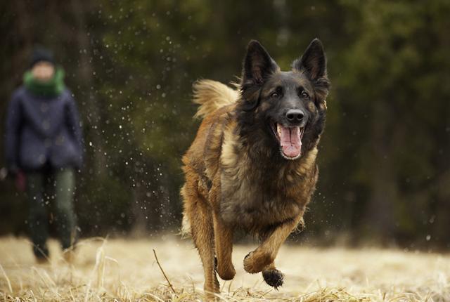 Belgi tervueren_Jukka Pätynen_840 x 560