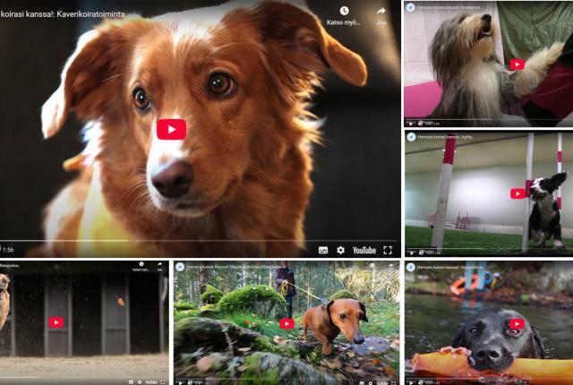Kuvakollaasi koiravideoiden aloituskuvista
