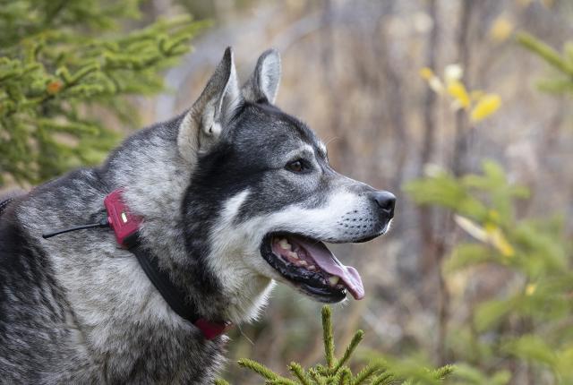 Jämtlanninpystykorva metsässä tutkapanta kaulassaan.