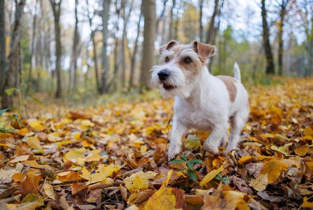 Jackrusseli juoksee syksyisessä metsässä_840 x 560_iStock