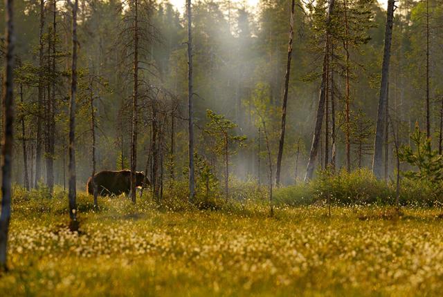 Karhu metsässä iStock_840 x 560