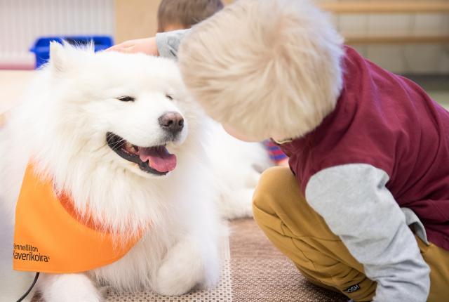Samojedinkoira Kennelliiton kaverikoirahuivi kaulassaan pienen vaaleatukkaisen pojan silitettävänä. Koira näyttää onnelliselta.