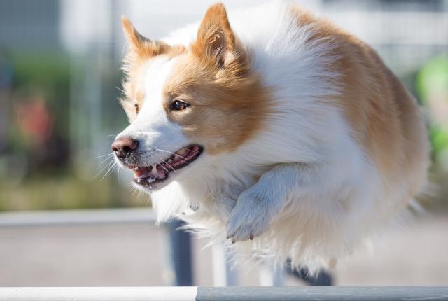 Bordercollie hyppää agilityesteen yli auringon paistaessa, koira on vaaleanruskea-valkoinen.