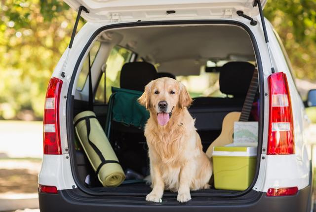 Koira matkustaa_iStock_840 x 560