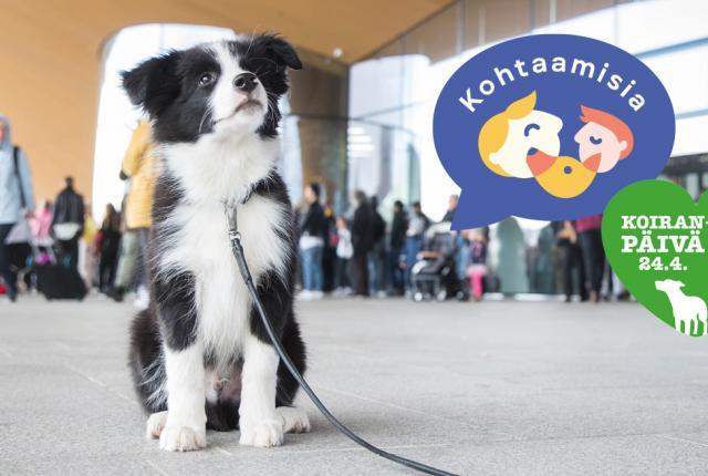 Koiranpäivä 2022
