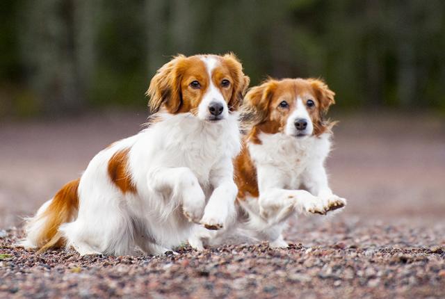 Kooikerjhondje 840 x 560_Aino Pikkusaari