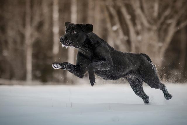 Labradorinnoutaja hyppää lumessa_Ida Lehtonen_840 x 560