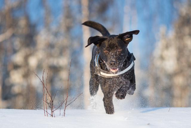Labradorinnoutaja lumessa_Jukka Pätynen