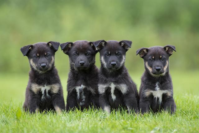 Lapinporokoirat 840 x 560_Hannu Huttu
