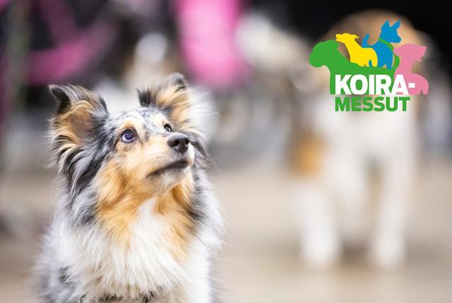 Koiramessut 2024_lopputiedote_840 x 560
