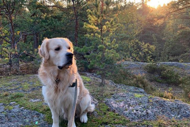 Sankarikoira Niilo, kuvaaja Marika Tyry