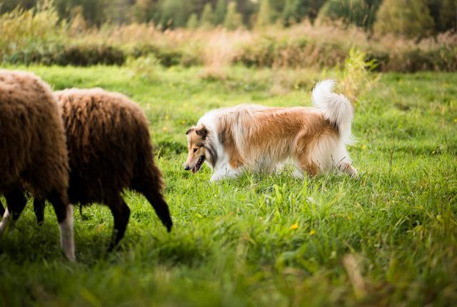 Pitkäkarvainen soopelinvärinen collie paimentaa lampaita pellolla
