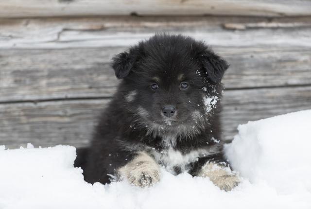 Suomenlapinkoiran pentu lumessa, taustalla harmaantunut hirsiseinä