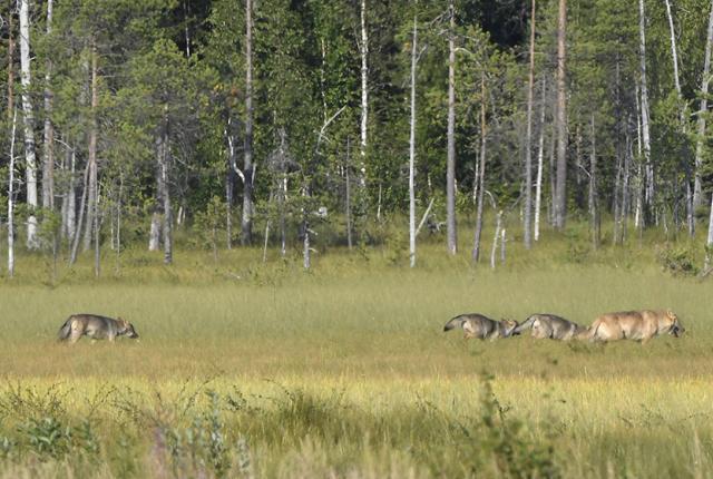 Susia metsässä_840 x 560_Lehtikuva_Jussi Nukari