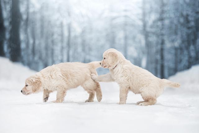 Kaksi kultaisennoutajan pentua talvimaisemassa