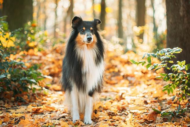 Tricolor-värinen pitkäkarvainen collie seisoo syksyisessä metsässä keltaisten lehtien keskellä.