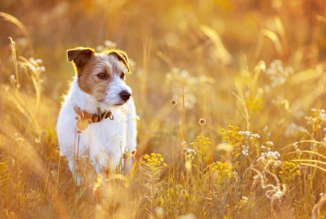 Jackrussellinterrieri seisoo niityllä, jonka auringonnousu on värjännyt kultaiseksi