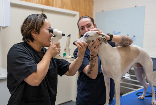 Whippet eläinlääkärin silmätarkastuksessa
