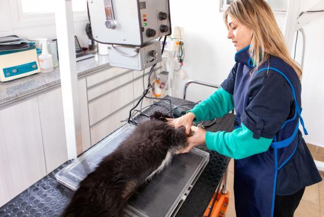 Koira röntgenkuvauksessa