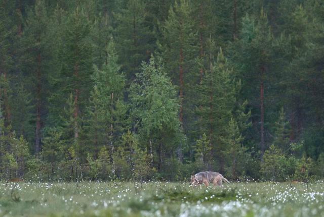 Susi kulkemassa hämärän suon laidalla suopursujen kukkiessa