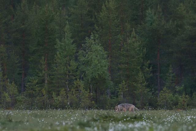 Susi kulkemassa hämärän suon laidalla suopursujen kukkiessa