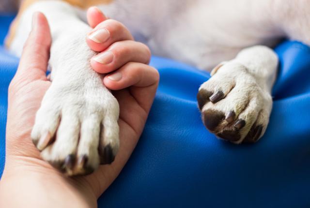 Lähikuva hoitoalustalla makaavan lyhytkarvaisen vaalean koiran tassuista, joista toista ihmisen käsi pitelee hellästi.