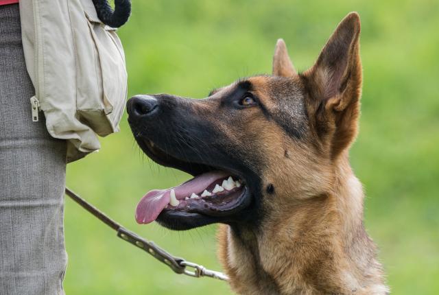 Saksanpaimenkoira katsoo ylös vieressä seisovaa ohjaajaa iloisen odottavaisena.