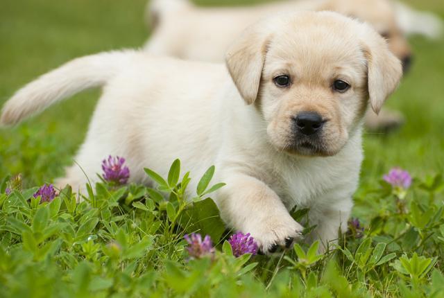 Labradorinnoutajan pentu kävelee pihanurmikolla