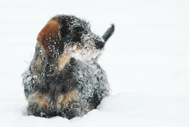 karkeakarvainen mäyräkoira lumessa