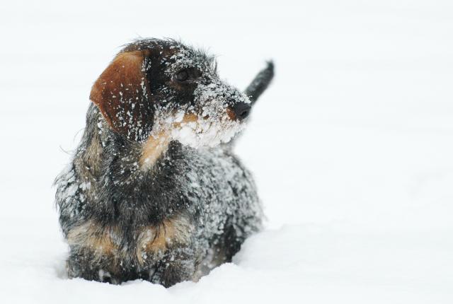 Mäyräkoira lumessa