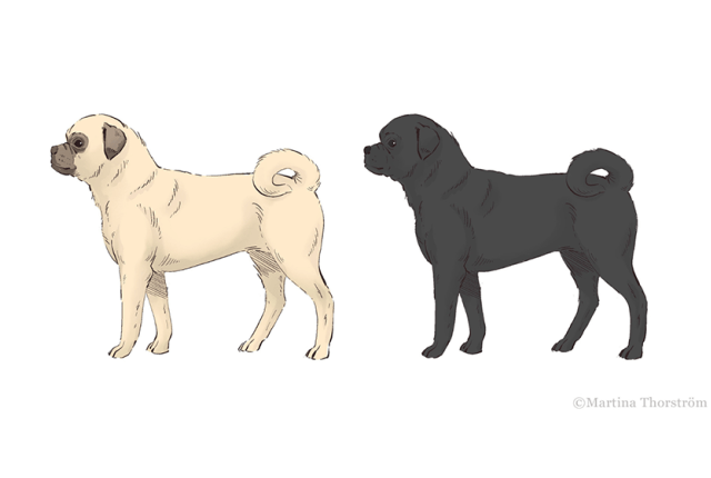 Visio mopsista_840 x 560_ Martina Thorström