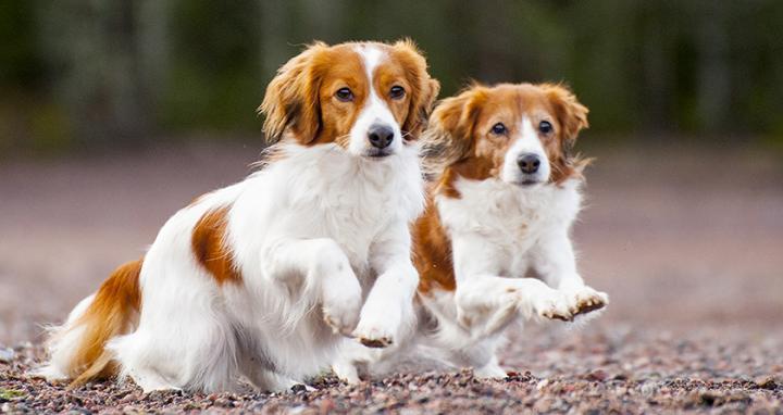 Kooikerjhondje 840 x 560_Aino Pikkusaari
